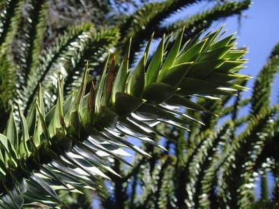 ARAUCARIA ARAUCANA